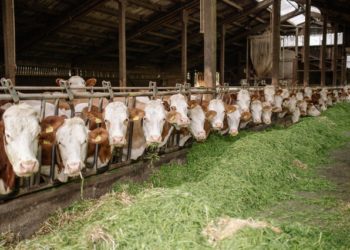 Çiğ Süt Desteği ve Süt Piyasasının Düzenlenmesi Uygulama Tebliği