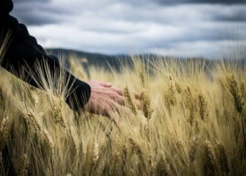 BİTKİSEL ÜRETİME DESTEKLEME ÖDEMESİYAPILMASINA DAİR TEBLİĞ