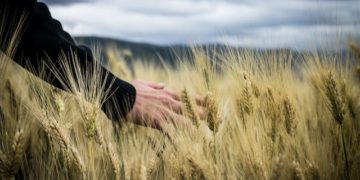 BİTKİSEL ÜRETİME DESTEKLEME ÖDEMESİYAPILMASINA DAİR TEBLİĞ