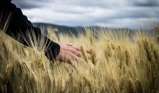 BİTKİSEL ÜRETİME DESTEKLEME ÖDEMESİYAPILMASINA DAİR TEBLİĞ