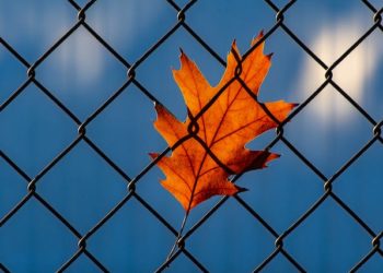 2024 YILI TANIKLIK ÜCRET TARİFESİ