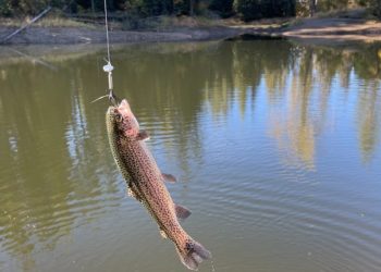 ALABALIK KULUÇKAHANELERİNDE DAMIZLIK ALABALIK DESTEĞİNE İLİŞKİN TEBLİĞ