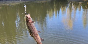 ALABALIK KULUÇKAHANELERİNDE DAMIZLIK ALABALIK DESTEĞİNE İLİŞKİN TEBLİĞ