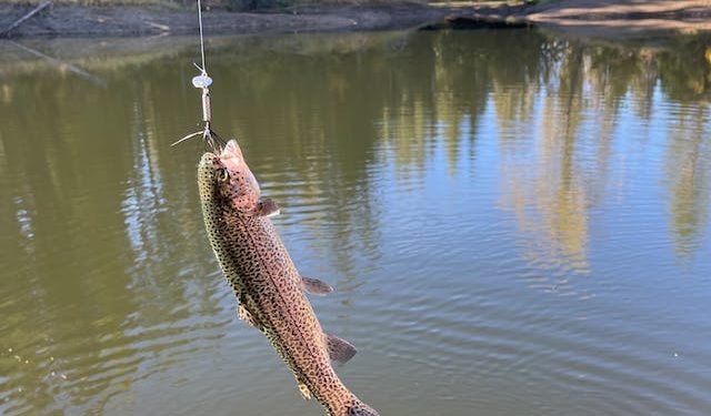ALABALIK KULUÇKAHANELERİNDE DAMIZLIK ALABALIK DESTEĞİNE İLİŞKİN TEBLİĞ